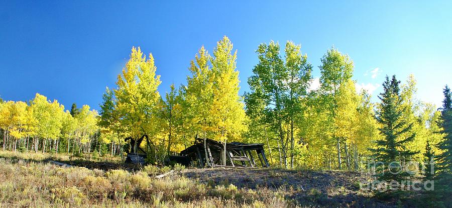Colorado Autumn Photograph by Ellen Heaverlo
