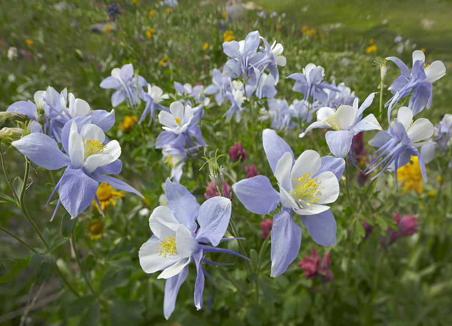 Colorado Blue Columbine Flowers Photograph by Tim Fitzharris