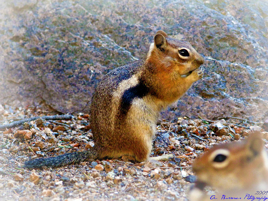 Colorado Chipmunks Photograph by Aaron Burrows
