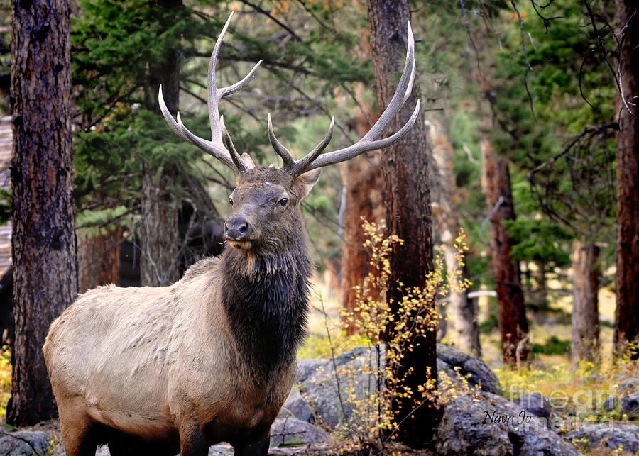 Colorado Elk #1 Photograph by Nava Thompson