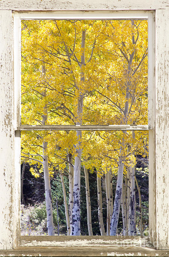 Colorado Gold Rustic Window View Photograph