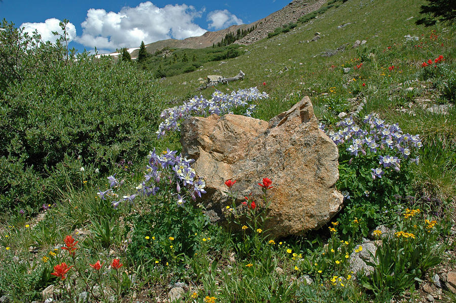 Colorado Mountain Wildflowers Photograph by Lynn Bauer