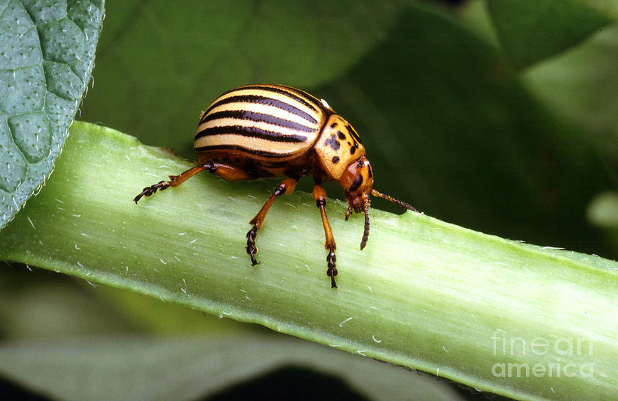 Colorado Potato Beetle Photograph by Science Source