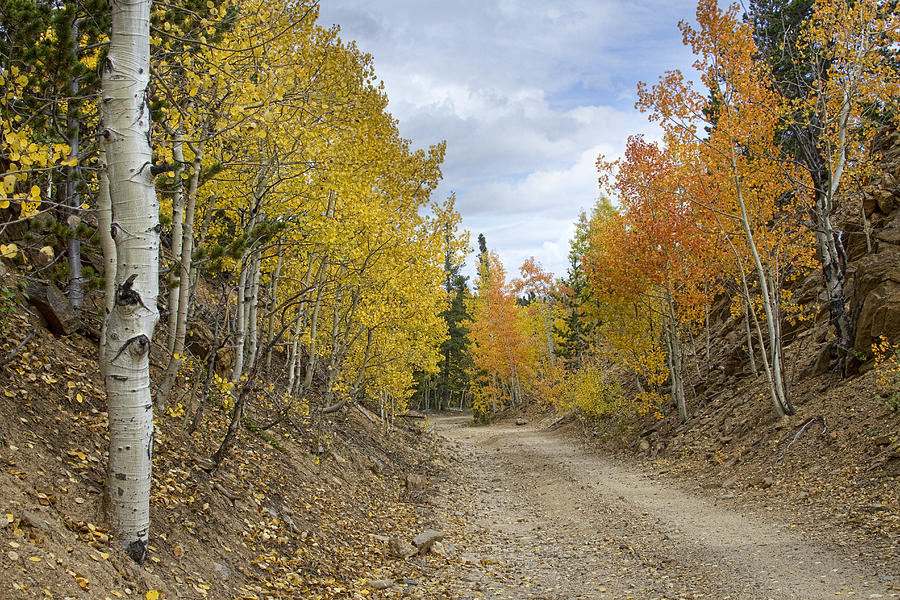 Colorado Rocky Mountain Colorful Autumn Back Road Photograph by James BO Insogna