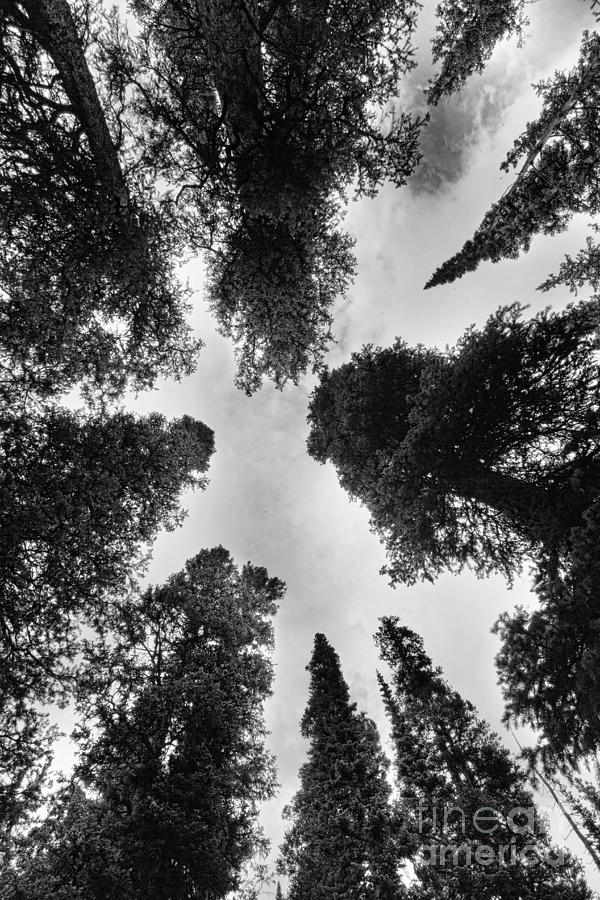 Colorado Rocky Mountain Forest Sky BW Photograph by James BO Insogna