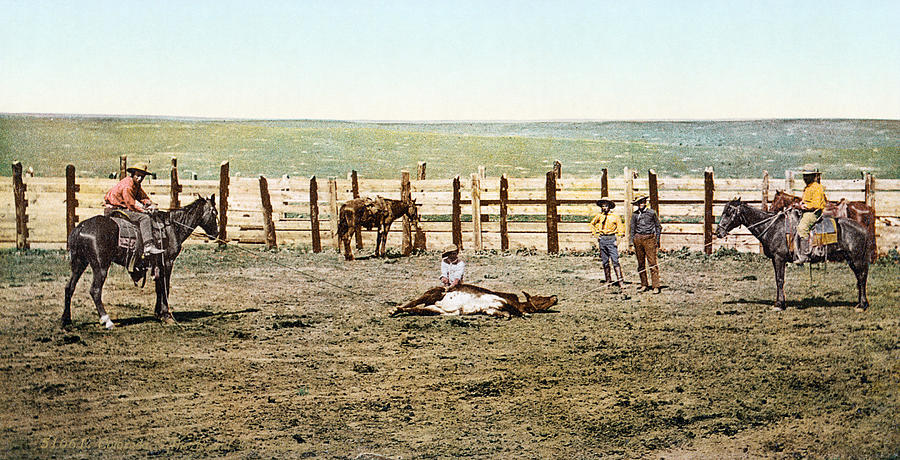 Colorado: Roping A Steer Photograph by Granger