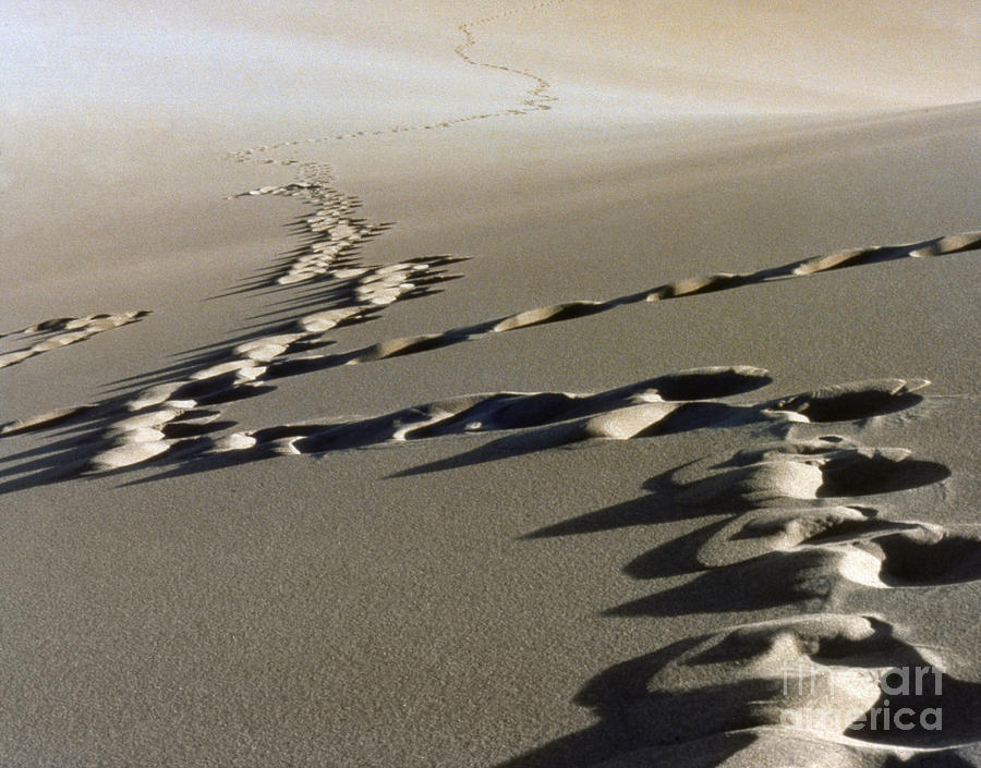 Colorado: Sand Dunes Photograph by Granger