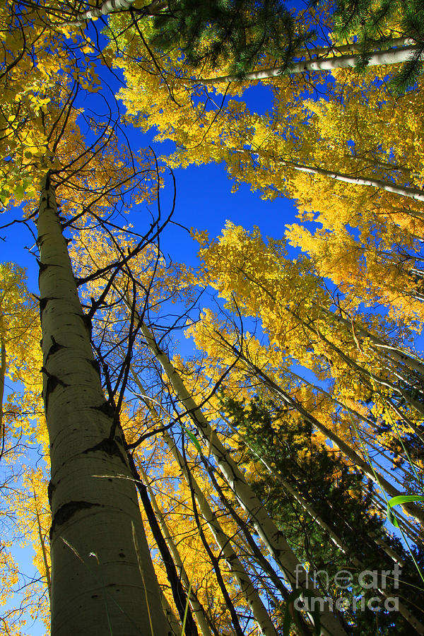 Colorado Sun Photograph by Dana Kern