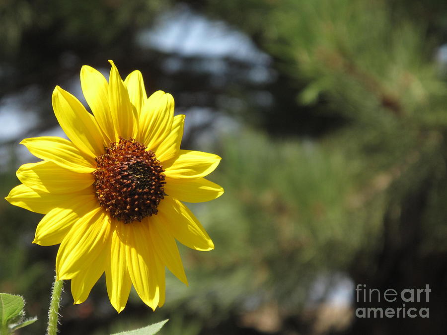 Colorado Sunflower Photograph by Matt T - Fine Art America