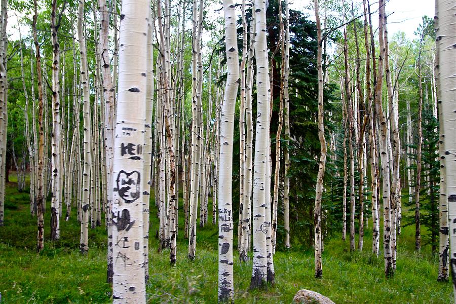 Tree Photograph - Colorado Trees by Snow  White