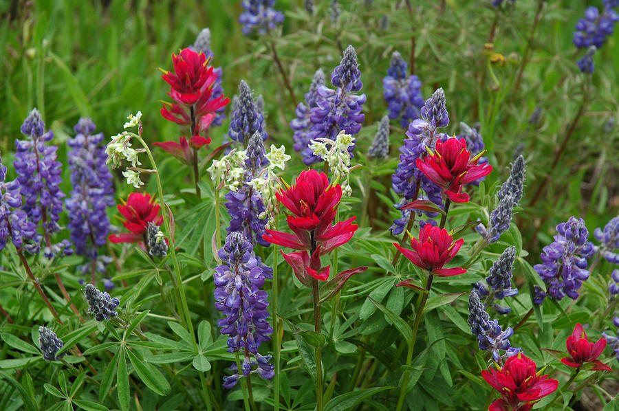 Colorado Wildflowers Photograph by Lynn Bauer