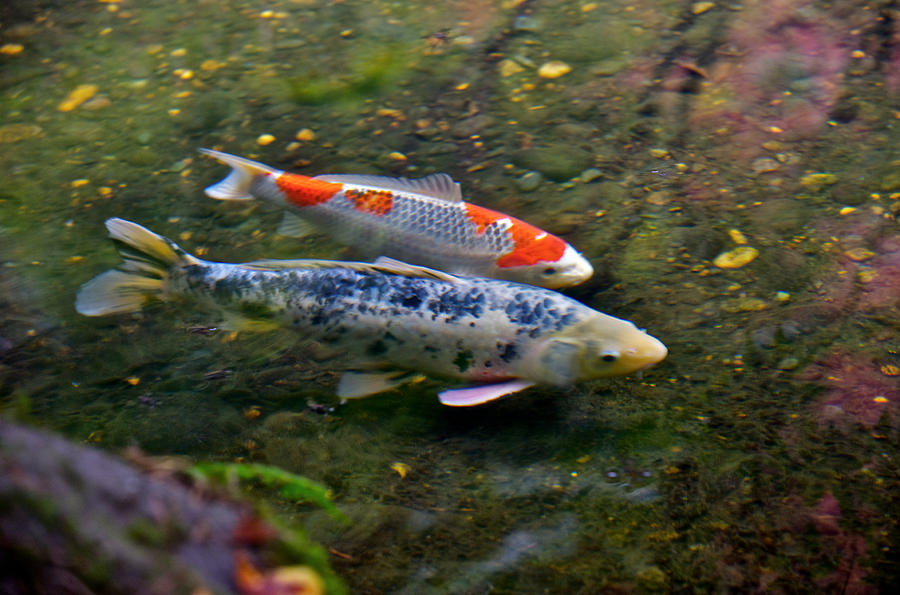 Colored carp in fall pond Photograph by Hisao Mogi