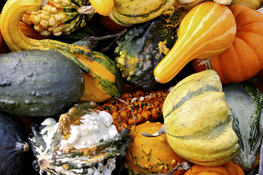Colored Gourds Photograph by Richard Gregurich