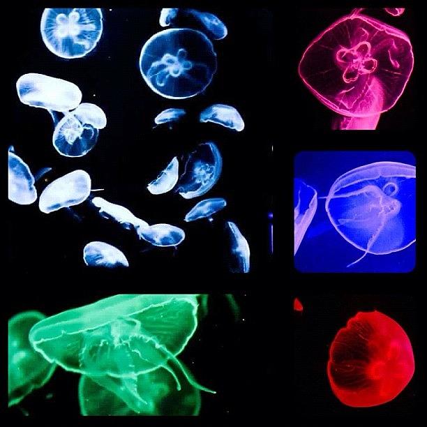 Cool Photograph - Colored Jellyfish by Ica Mercado 💋