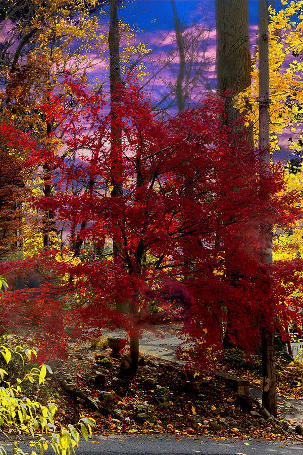 Fall Digital Art - Colorfall  by Yelena Rubin