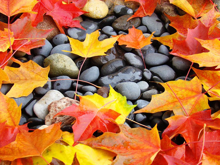 Colorful Autumn Leaves prints Rocks Photograph by Baslee ...
