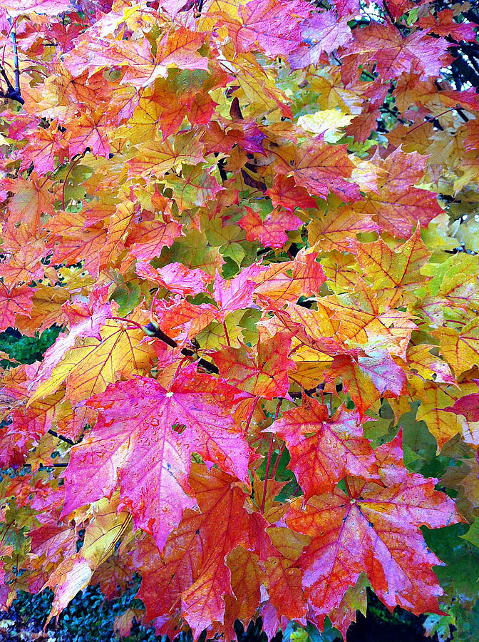 Colorful Autumn Photograph by Sergey and Svetlana Nassyrov