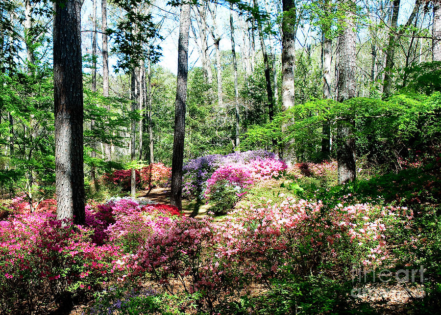 Colorful Azalea Garden Photograph by Shijun Munns