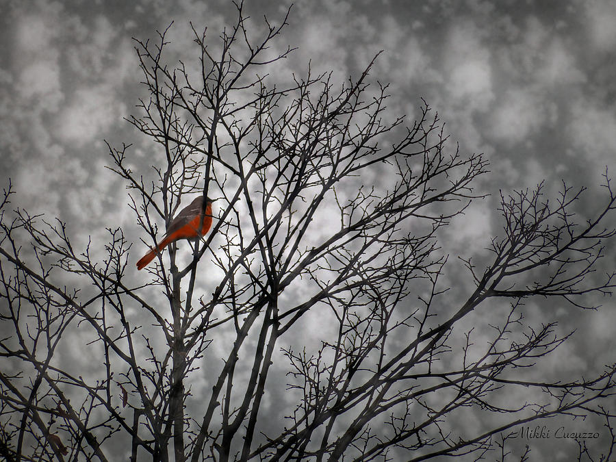 Colorful bird in tree on black and white Photograph by Mikki Cucuzzo