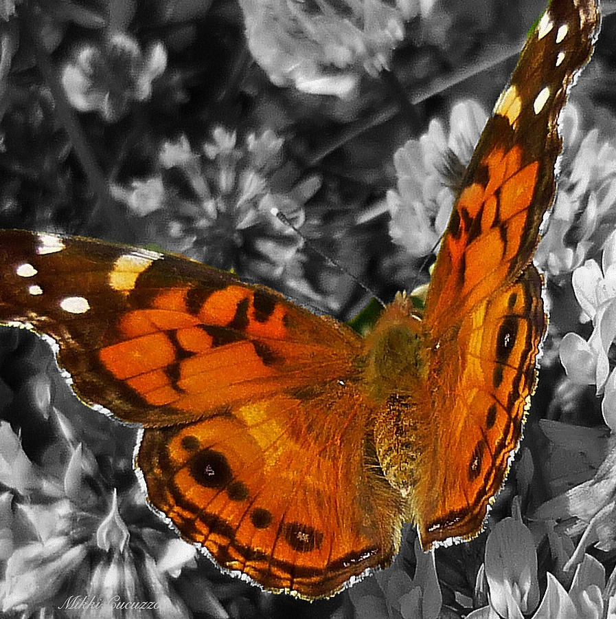 Colorful Butterfly Photograph