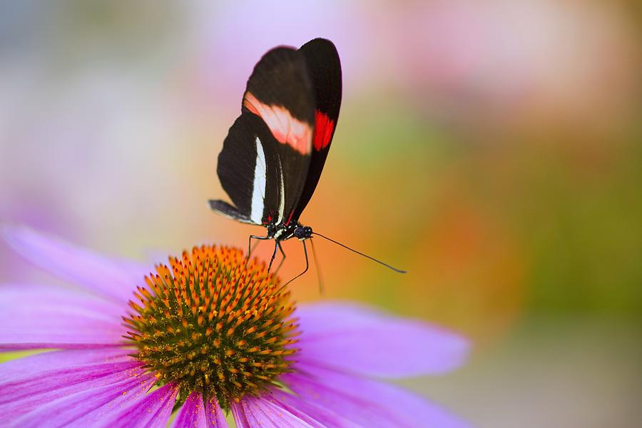 Butterfly Photograph - Colorful Butterfly On Cone Flower by Craig Tuttle