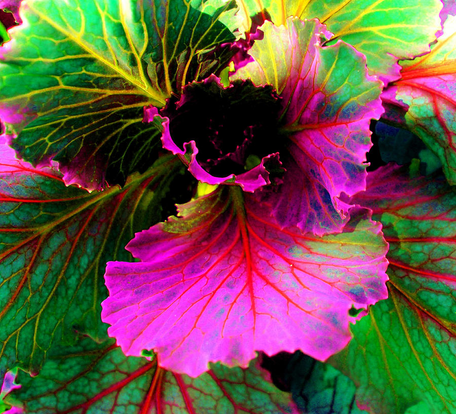 Colorful Cabbage Photograph by Laura  Grisham