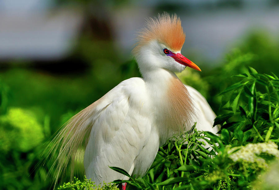 Colorful Cattle Egret Photograph by Bill Dodsworth