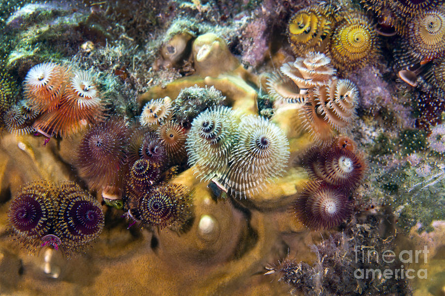 Nature Photograph - Colorful Christmas Tree Worms, Key by Terry Moore