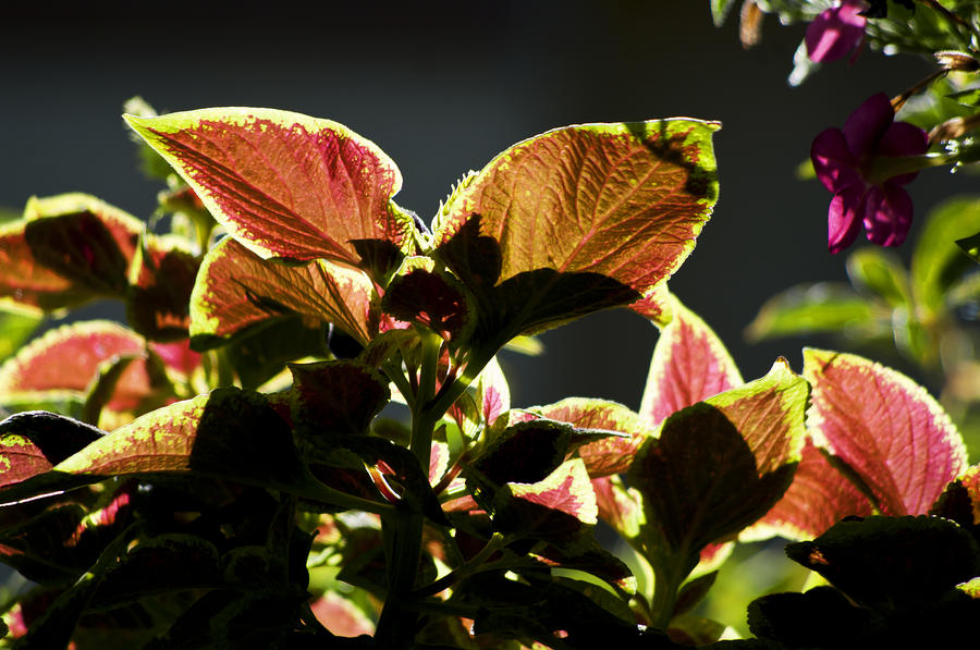 Colorful Coleus Photograph by ShaddowCat Arts - Sherry