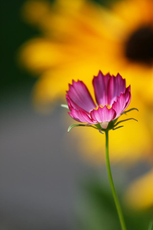 Colorful Cosmos and Black Eyed Susan Background Photograph by Kathy Clark
