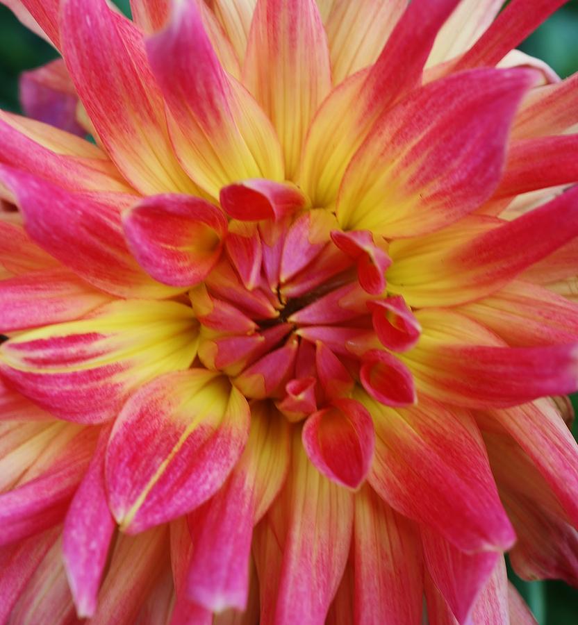 Colorful Dahlia 1 Photograph by Bruce Bley