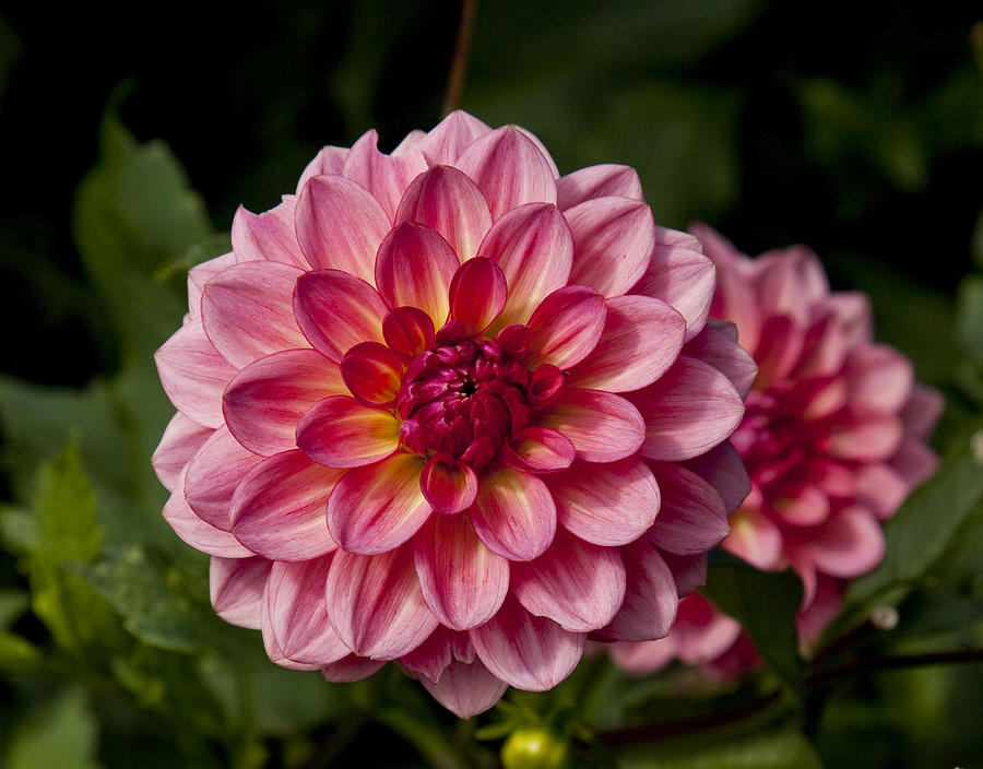 Colorful Dahlia Photograph by Frank Russell - Fine Art America