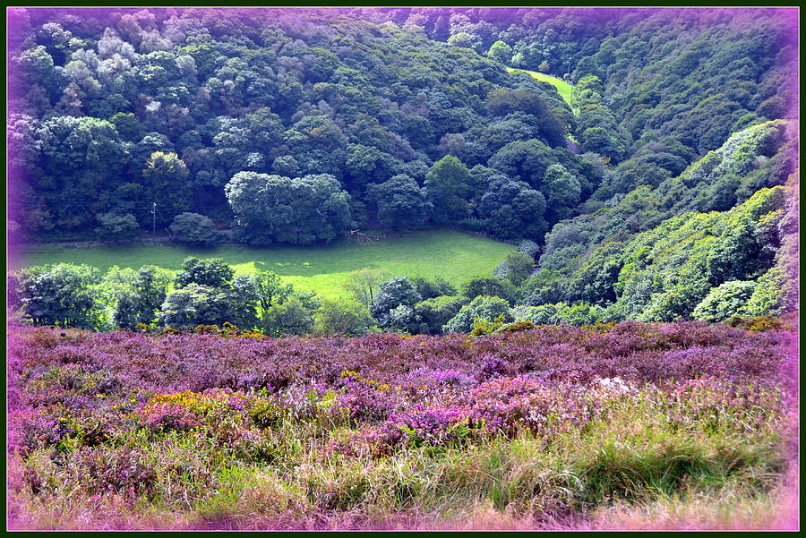 Colorful Exmoor Heather Photograph by Carla Parris