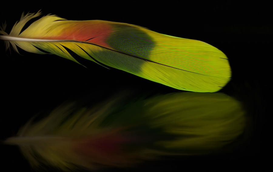 Parrot Photograph - Colorful Feather by Ivelina G