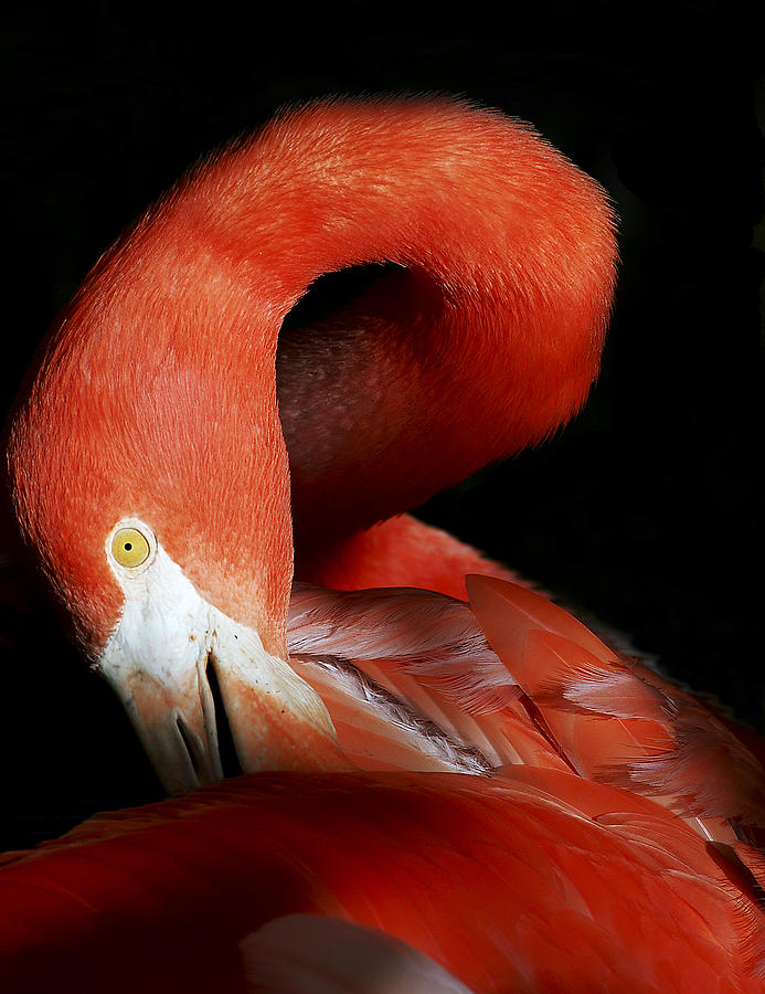 Colorful Flamingo Photograph by Donna Proctor