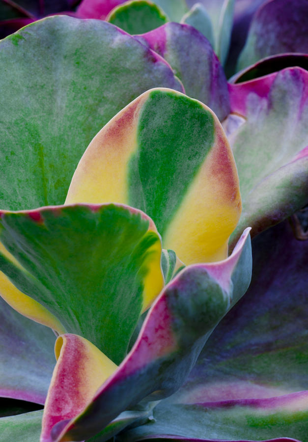Colorful Flower Plant II Photograph by Joe Carini - Printscapes