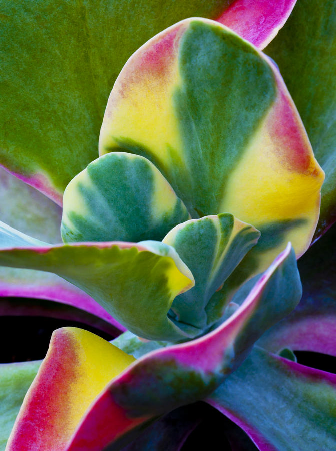 Colorful Flower Plant Photograph by Joe Carini - Printscapes