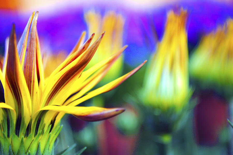 Colorful Flowers Photograph by Sumit Mehndiratta