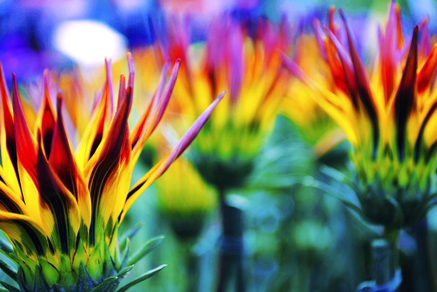 Flower Photograph - Colorful Flowers Together by Sumit Mehndiratta