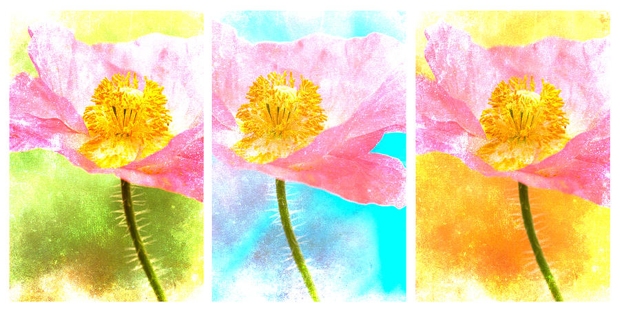 Colorful Flowers Triptych Photograph by Carol Leigh