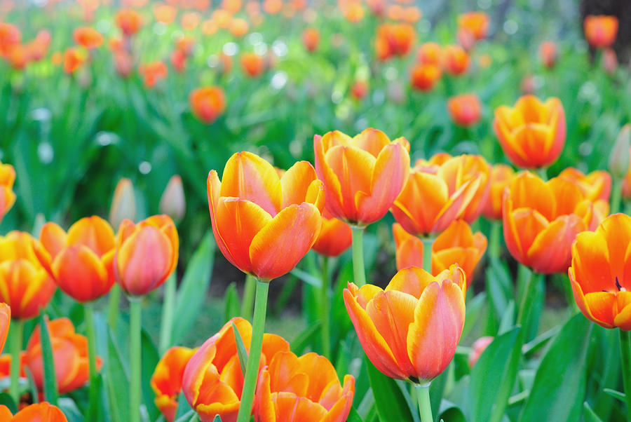 Colorful fresh spring tulips Photograph by Parinya Kraivuttinun - Fine ...