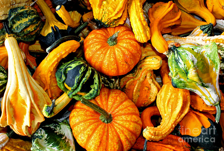 Colorful Gourds  Photograph by Kami McKeon