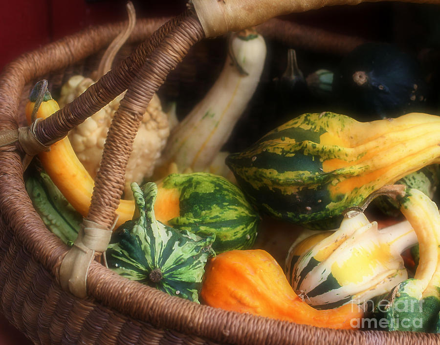 Colorful Fancy Gourds Photograph by Smilin Eyes Treasures