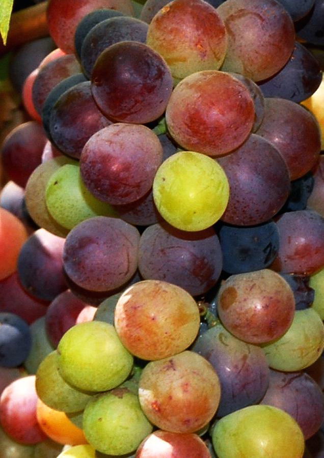 Colorful Grapes Photograph by Johnson Moya