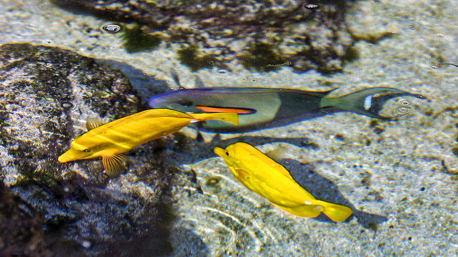 Colorful Hawaniian Fish Photograph by Linda Phelps
