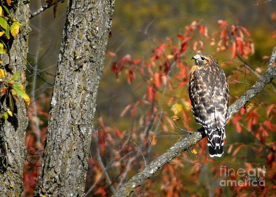 Colorful Hawk Photograph by Nava Thompson