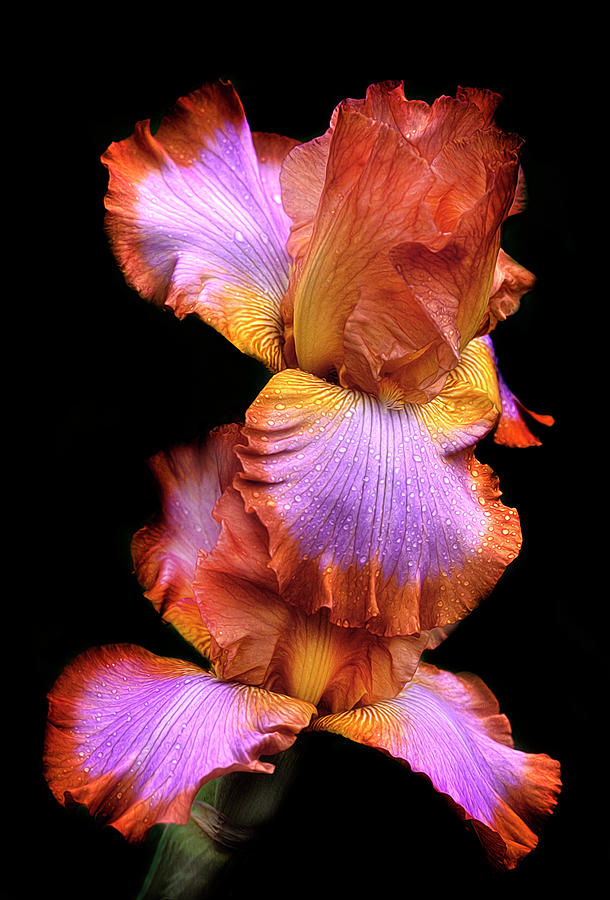 Colorful Iris Photograph by Dave Mills