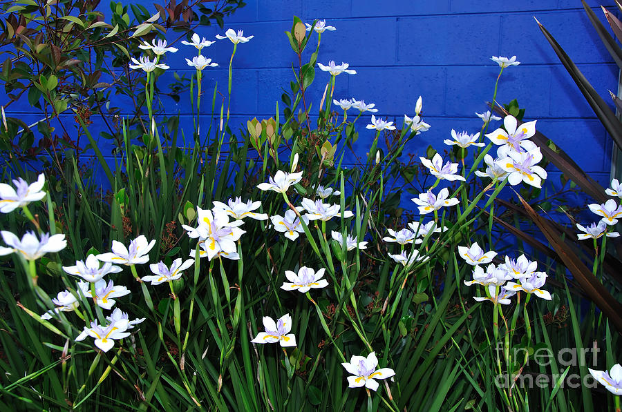 Iris Photograph - Colorful Iris Garden by Kaye Menner