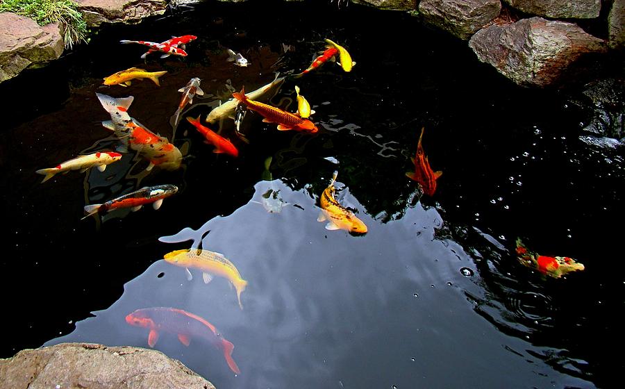 Colorful Koi 2 Photograph by Nick Kloepping