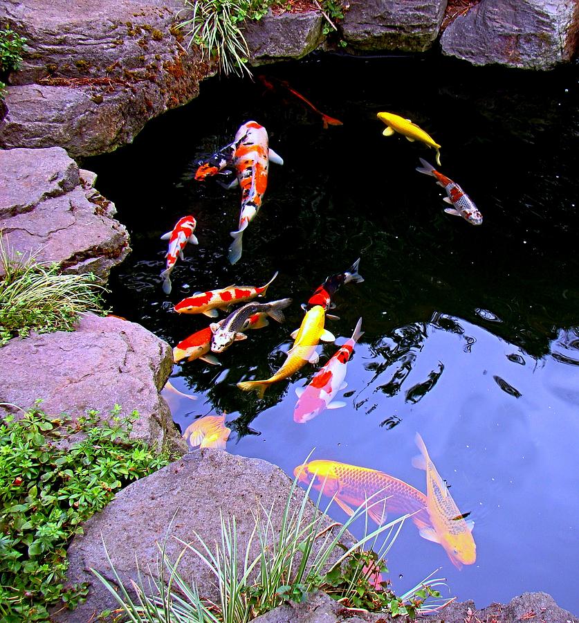 Colorful Koi Photograph by Nick Kloepping